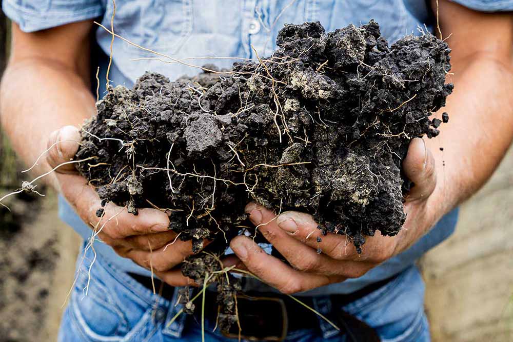 kernza sourcing nutrition soil