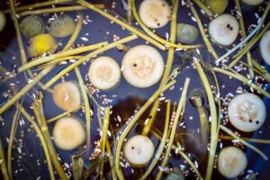 A Pretty Big Dill: Hop Culture’s Pickle Beer Primer • Hop Culture