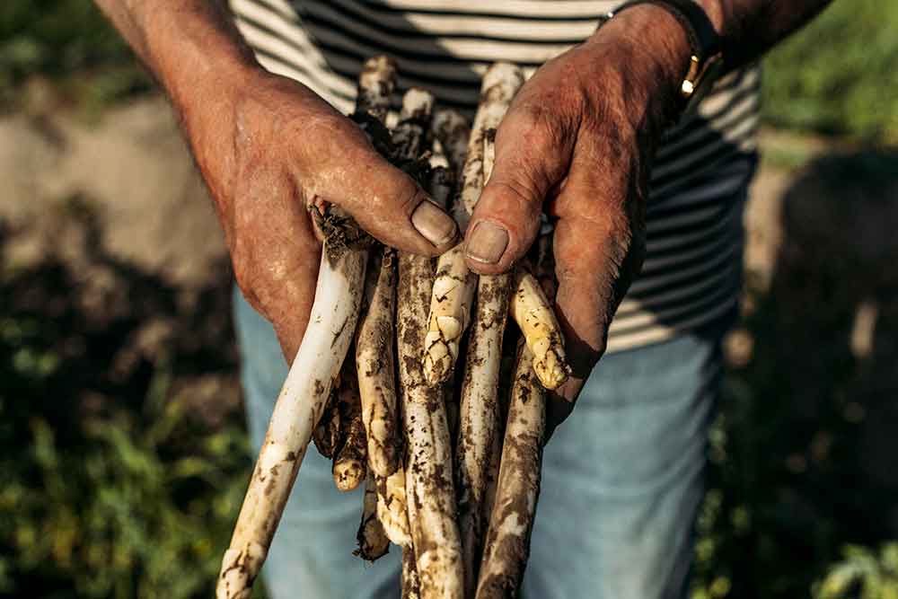 visit flanders white asparagus belgian beer and food pairing